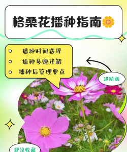 格桑花种怎么播种