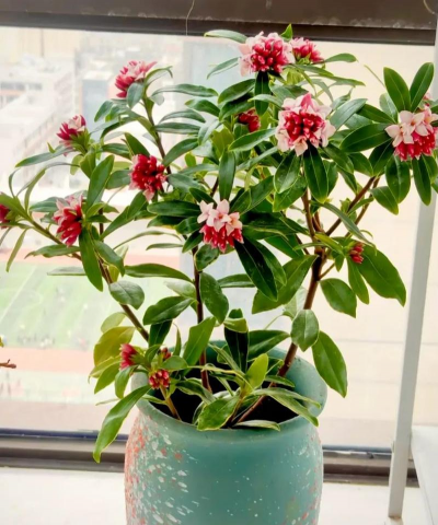 家南方养花好吗