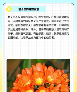 君子兰花怎么形容