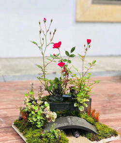 植物瓦花怎么种