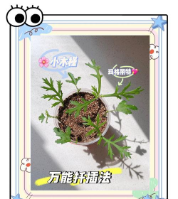 小木槿的怎么插