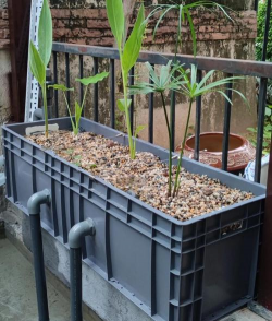 沼泽过滤箱养花