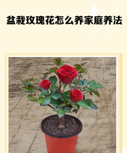 玫瑰养花的正确方法