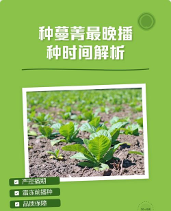 蔓净什么时候种