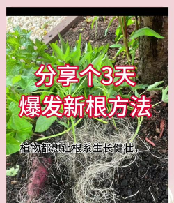 什么东西催根生长