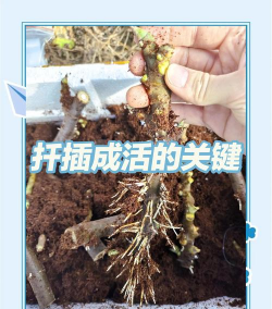 什么东西催根生长