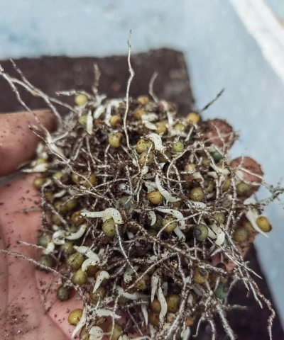 什么东西催根生长