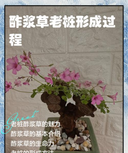 酢浆草花谢了怎么处理