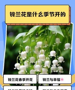 铃兰花什么季节才开花