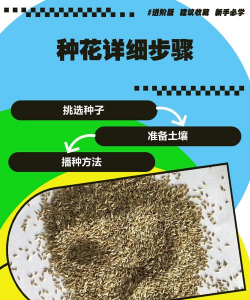 太晚花种子怎么播种