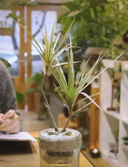 磁化水适合什么植物 磁化水适合什么植物