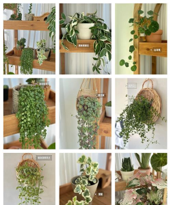室内种什么垂吊植物