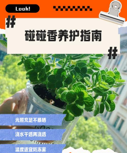 干香木怎么保养 干香木怎么保养