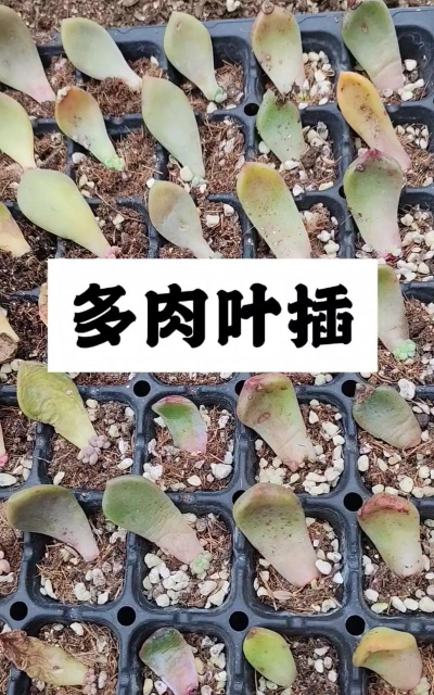 多肉植物 如何叶插