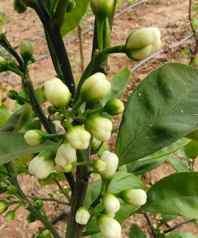 金桔树的花语是什么