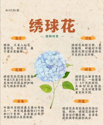 绣球如何开花