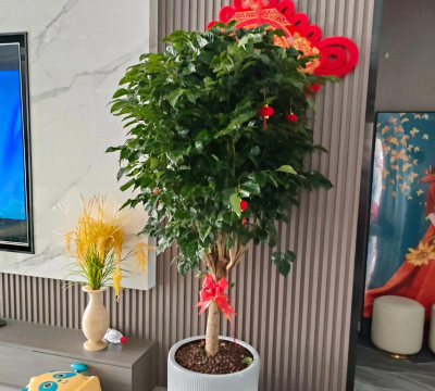 送领导绿植什么合适