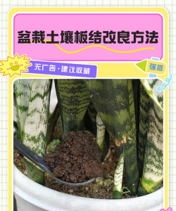 日本怎么养土的