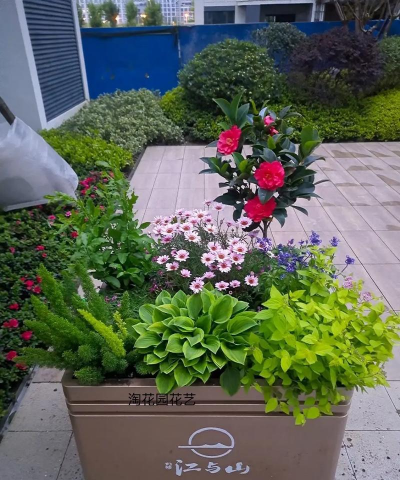 养花室外盆 养花室外盆