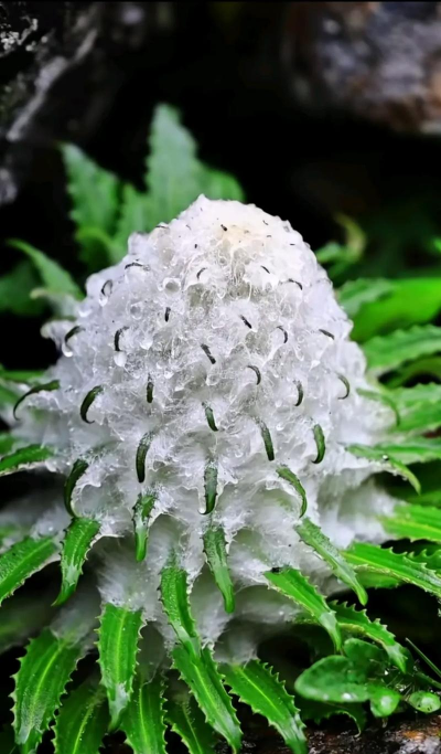 下雪养花兔 下雪养花兔