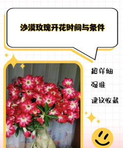 沙漠玫瑰什么时候开