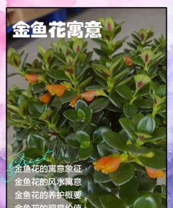 金鱼养花寓意