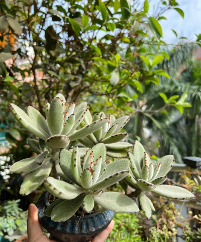 月兔耳又叫什么