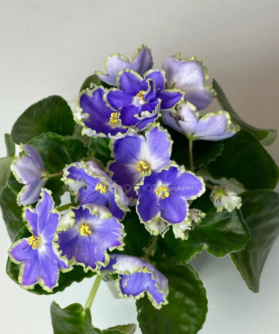 非洲堇为什么养不好