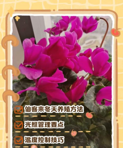 冬天怎么养仙客来花 冬天怎么养仙客来花