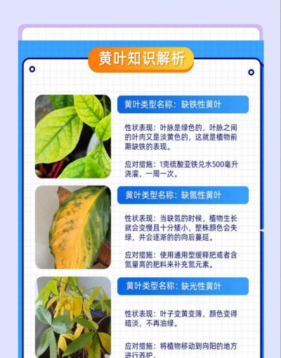 花黄叶子是什么回事