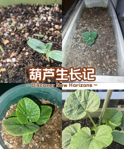 葫芦幼苗期上什么肥