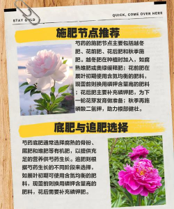 如何给芍药施肥 如何给芍药施肥