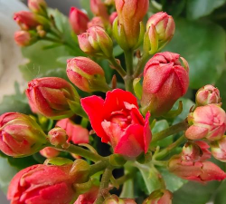 红的花什么最好养