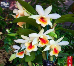 黑毛石斛开花什么香味