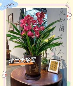 建花是什么意思