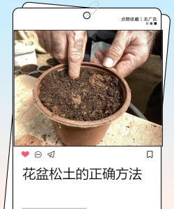 如何给盆栽松土
