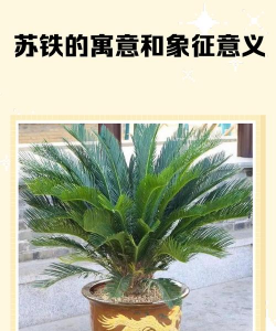 苏铁生长的时间是什么 苏铁生长的时间是什么