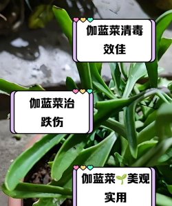 兰花菜打什么药好使