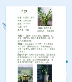 兰花种类怎么养