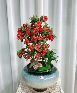 吉祥果盆栽用什么土