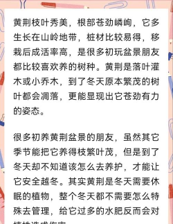 黄金树怎么过冬
