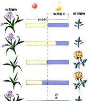 光长怎么调控花期