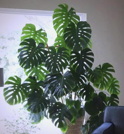 空气干燥什么植物能改善