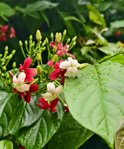 使君子花什么味道