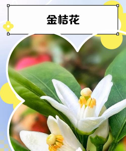 金色桔梗的花语是什么