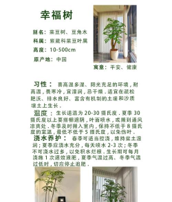 幸福树怎么压根