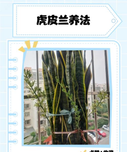 虎皮兰首次怎么种 虎皮兰首次怎么种