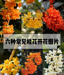 桂花旁边种什么花好看