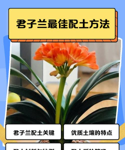 家种兰花怎么配土 家种兰花怎么配土