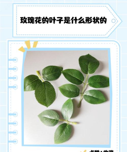 玫瑰叶子的特征是什么